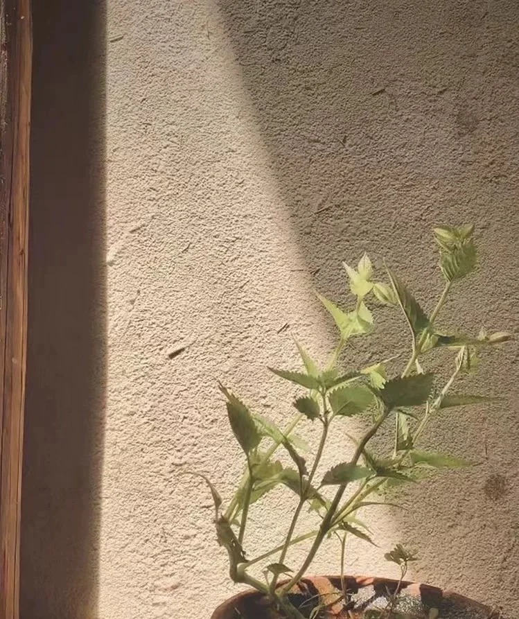 仿泥巴墻稻草漆生產廠家，批發價，可施工
