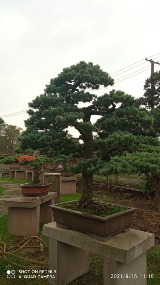 建筑维修房屋修缮沙土固化剂来样定制