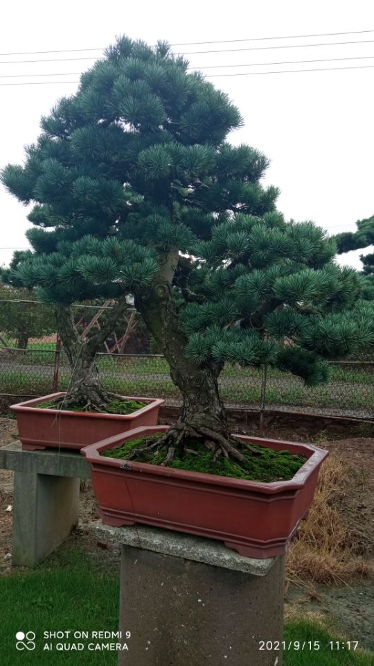 矿山修复尾矿充填土壤固化剂质量放心